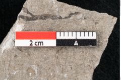 Foto (Detailansicht) von Cystoseira communis Unger (NHMW-GEO-2024-0188-6643)